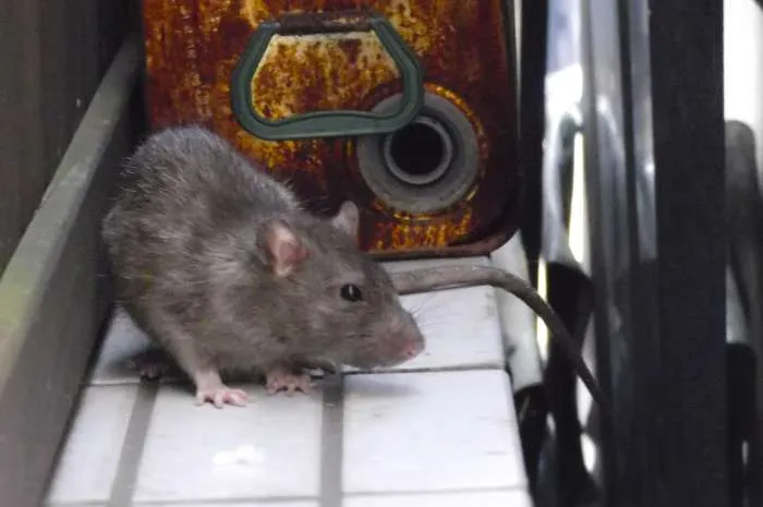 ドブネズミ駆除・被害・退治