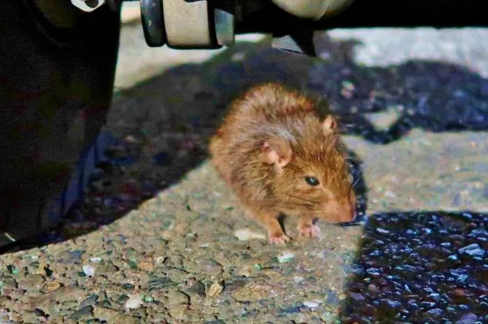 クマネズミ駆除・被害・退治