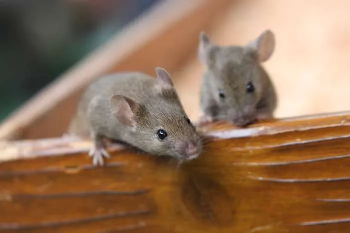 ハツカネズミ駆除・被害・退治