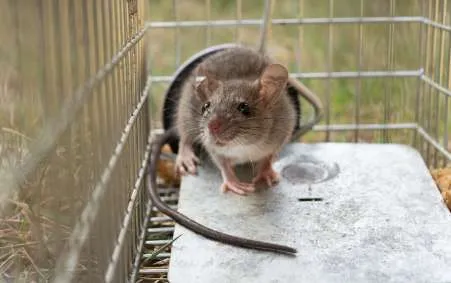 ねずみ駆除お見積り